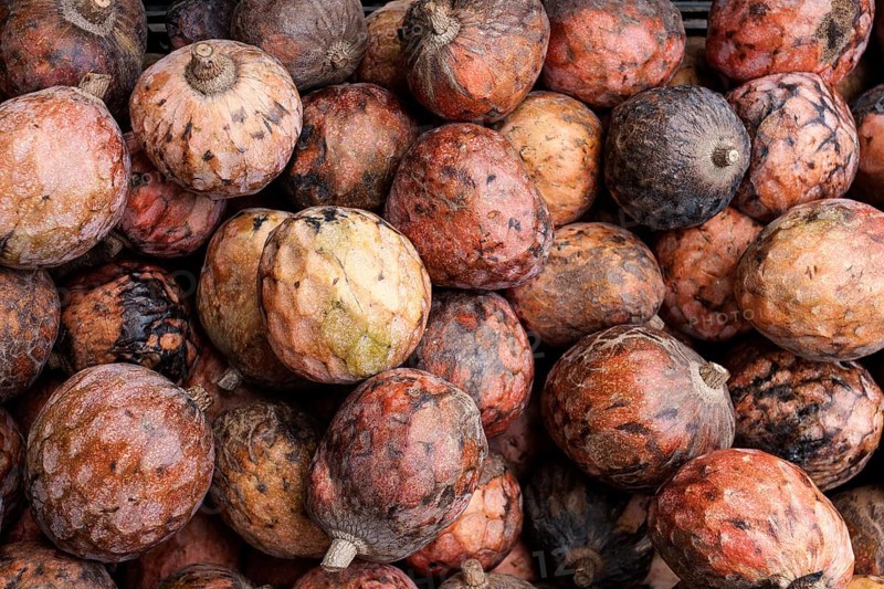 Custard apple (Annona reticulata)