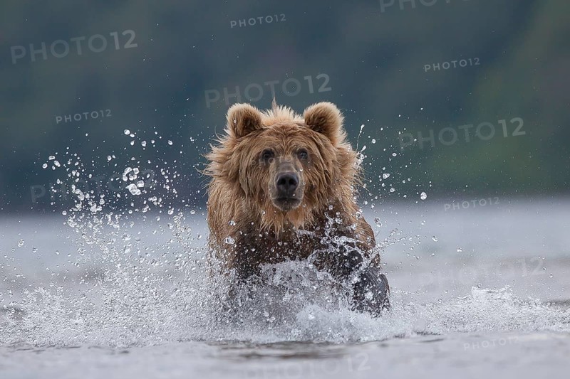 Brown bear (Ursus arctos)