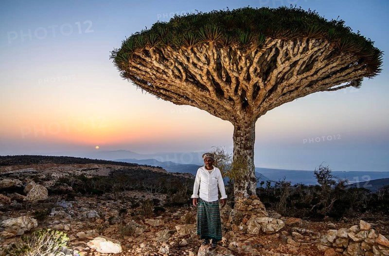 Yemenite man standing in front of a Socotra Dragon Tree or Dragon Blood Tree (Dracaena cinnabari)