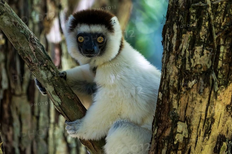 Verreaux's Sifaka (Propithecus verreauxi)