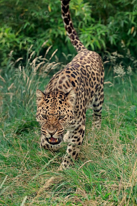Amur Leopard (Panthera pardus orientalis)