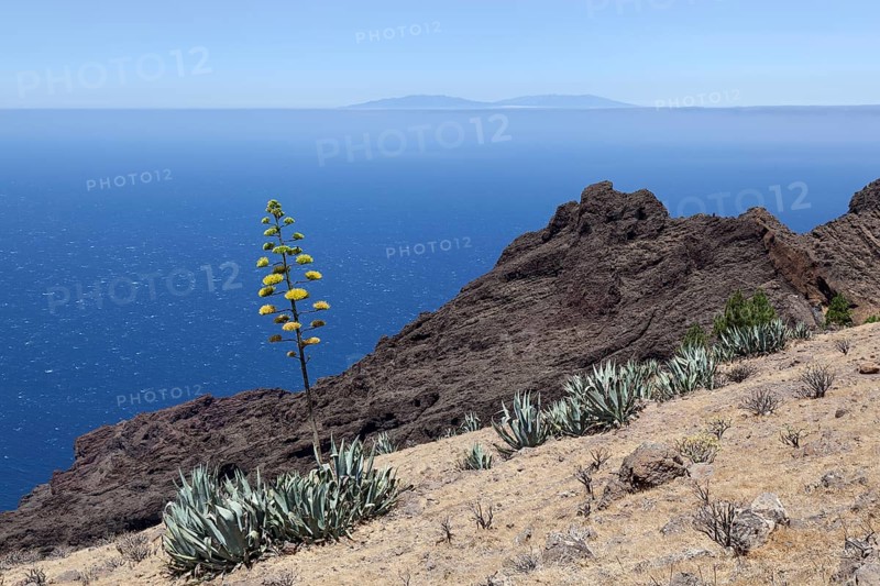 Agaves (Agave) growing on a hillside