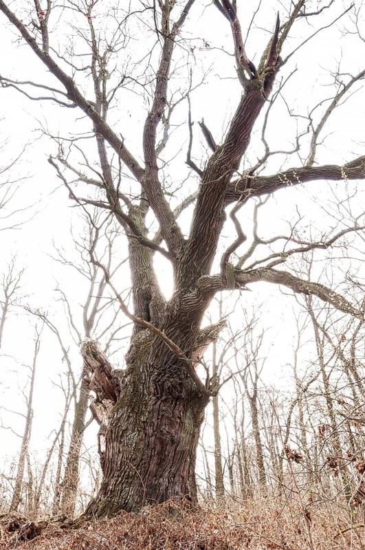 Old English oak (Quercus robur)