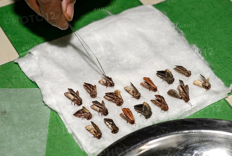 Sorting and preparation of the finds of a moth-collecting expedition under the Ethiopian Insect Project