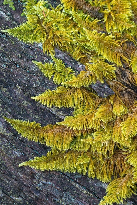 Curled hook-moss (Cratoneuron commutatum)