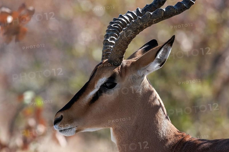 Black-faced Impala (Aepyceros melampus petersi)