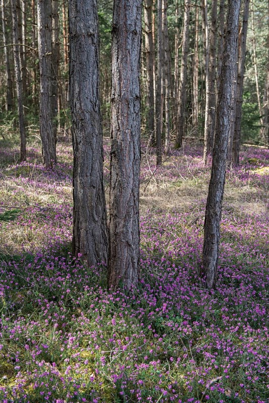 Blooming spring heaths (Erica carnea) in a forest