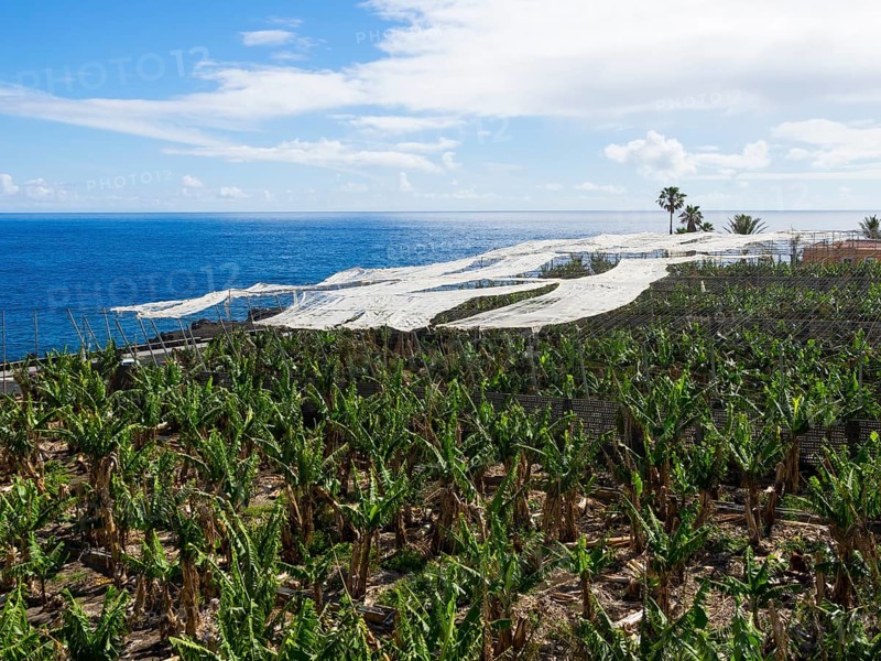 Banana plantation with sunscreens in Puerto Naos