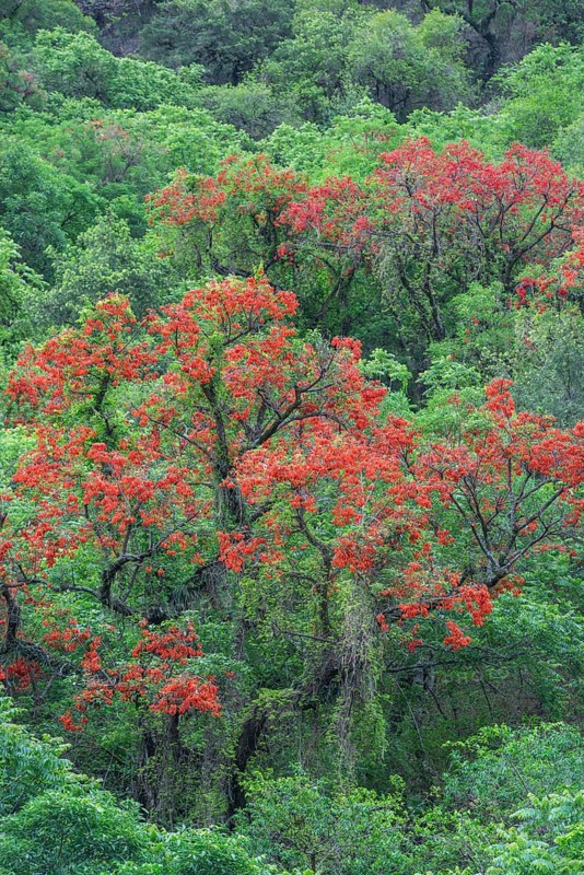 Blooming Cockspur Coral Tree (Erythrina crista-galli)