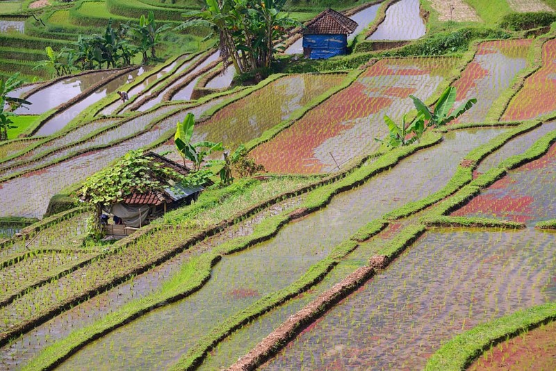 The famous rice terraces of Jatiluwih