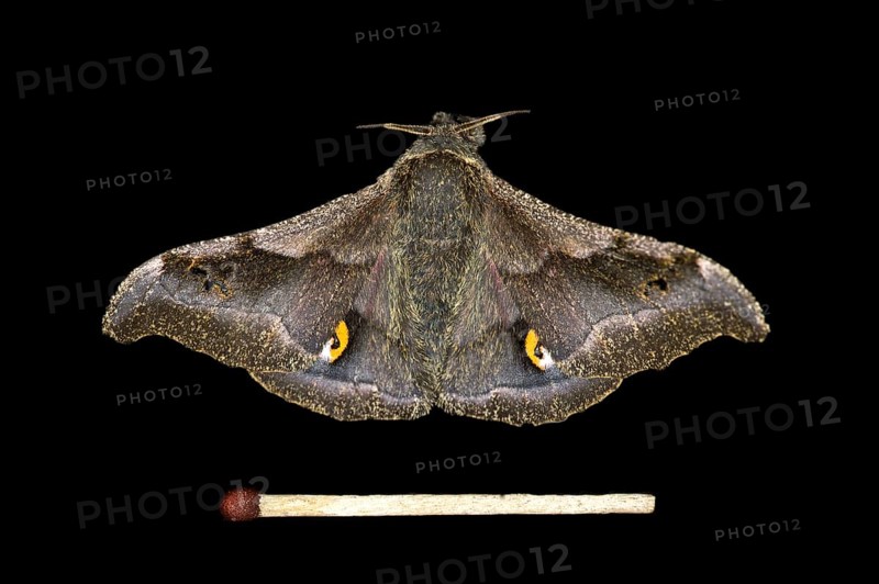 Ludia moth species (Ludia delegorguei)