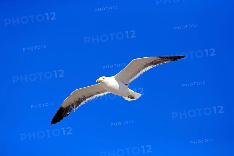 Kelp Gull (Larus dominicanus)