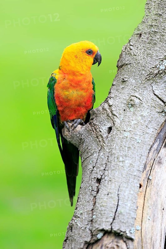 Sun Parakeet (Aratinga solstitialis jandaya)