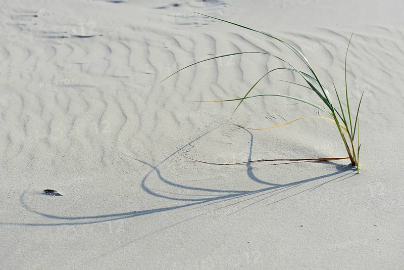 Dune with beach grass (Ammophila arenaria)
