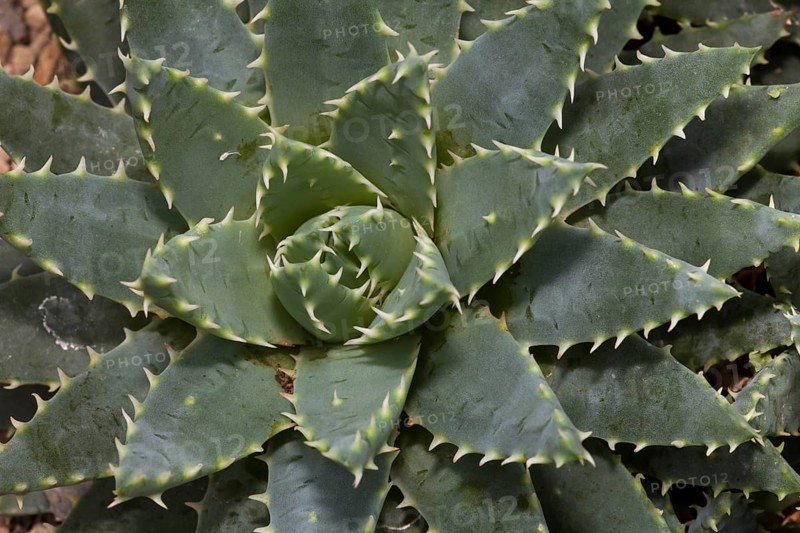 Short-leaved Aloe (Aloe brevifolia)