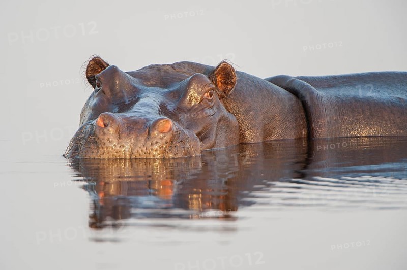 Hippopotamus (Hippopotamus amphibius)