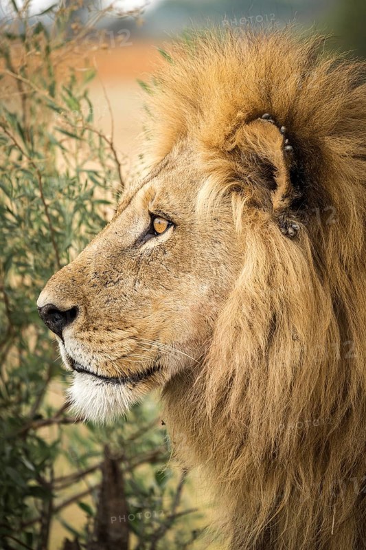 Male lion (Panthera leo) with ticks on the ear