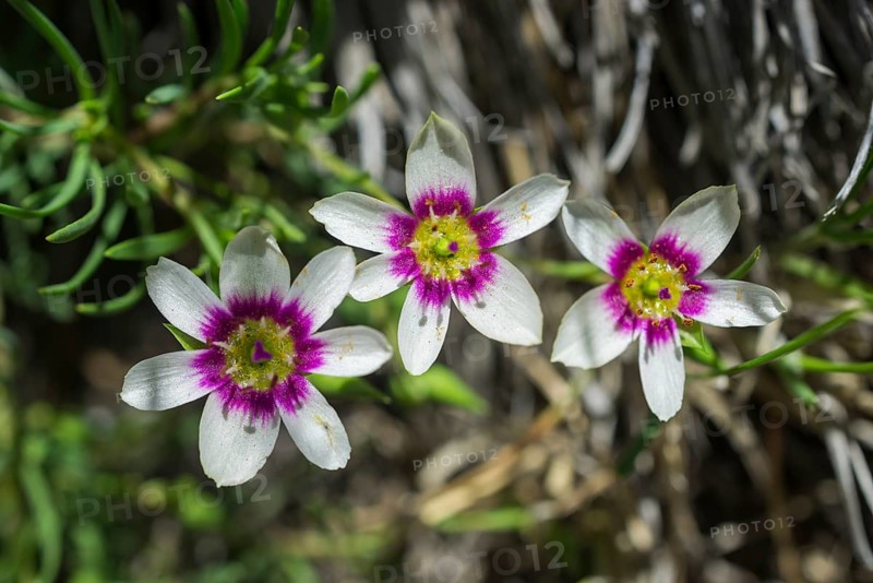 Montiopsis andicola