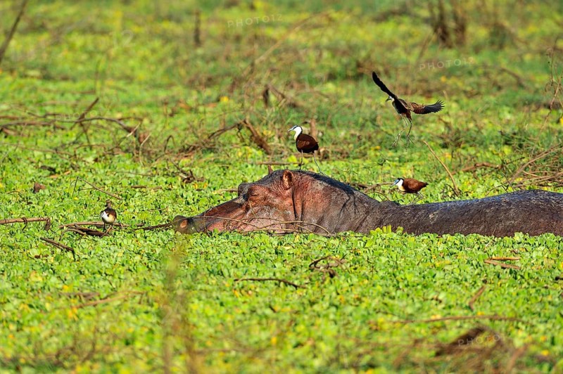 Hippopotamus (Hippopotamuspotamus amphibicus)