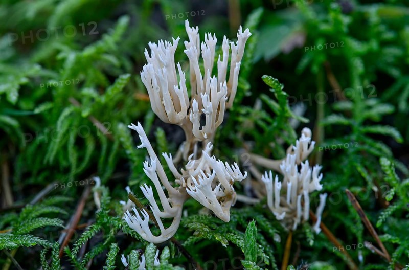 White Coral Fungus or Crested Coral Fungus (Clavulina coralloides)