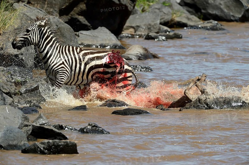 Plains Zebra (Equus quagga)
