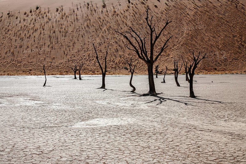 Dead Camel thorn trees (Vachellia erioloba)
