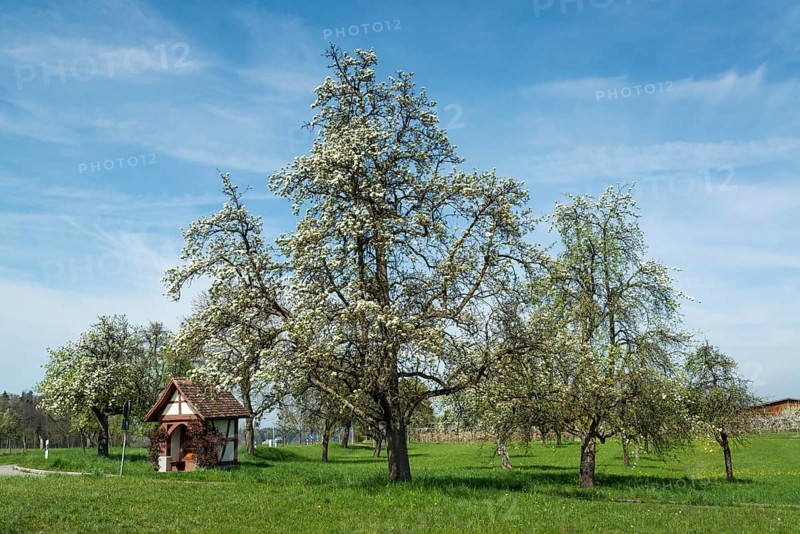 Blossoming fruit tree in spring