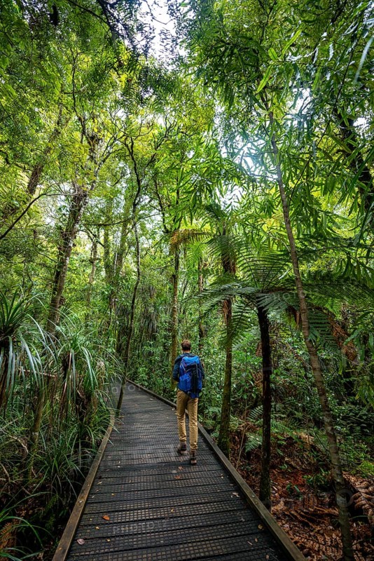 Young man on hiking trail in Kauri Forest