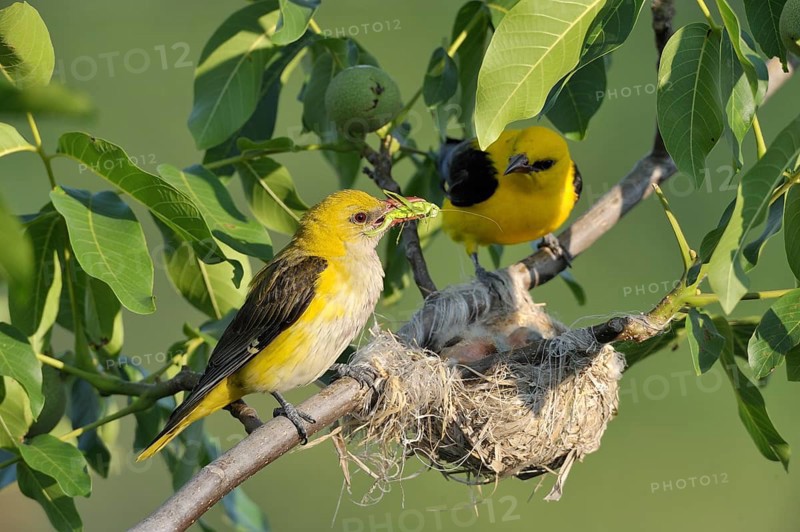 Golden Orioles (Oriolus oriolus)