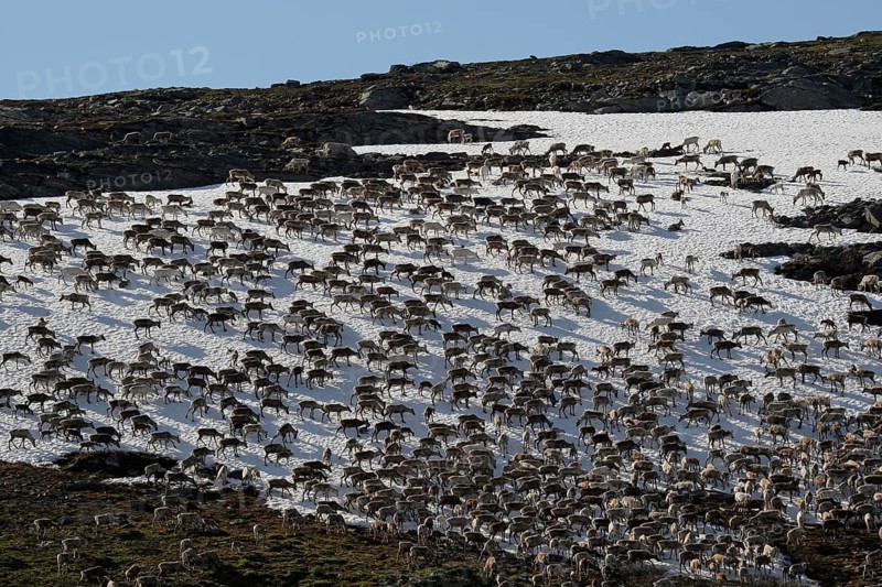 Reindeer (Rangifer tarandus) crossing a snowfield