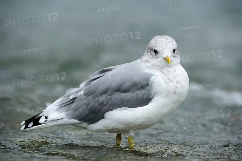 Common Gull (Larus canus) standing in water