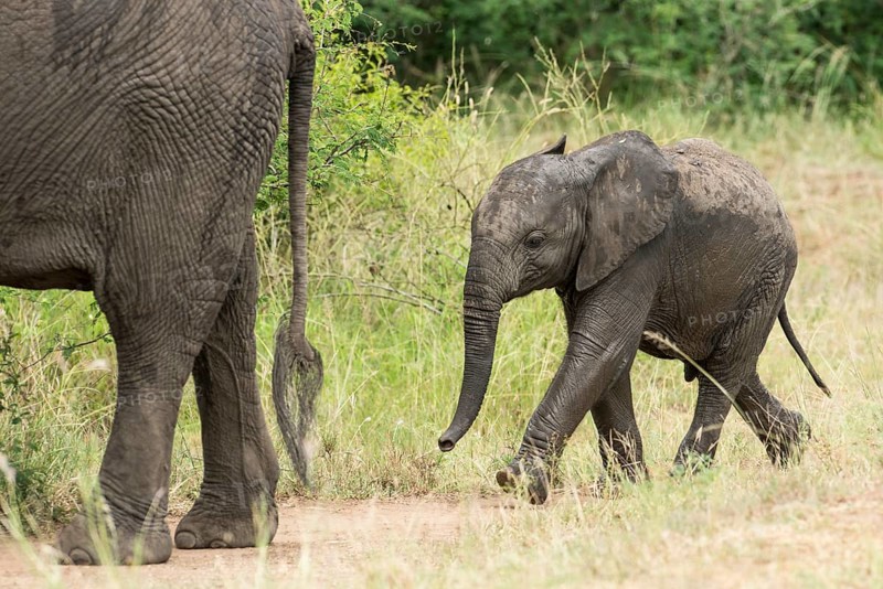 African Elephant (Loxodonta africana)