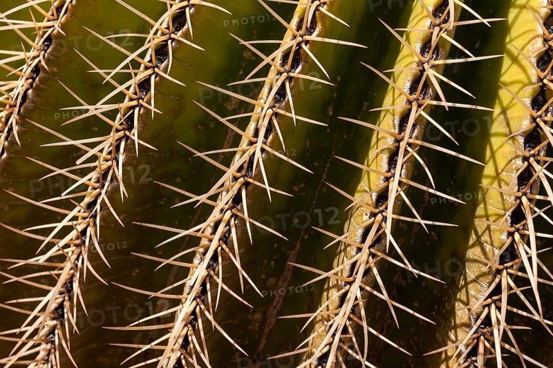 Golden Barrel Cactus (Echinocactus grusonii)