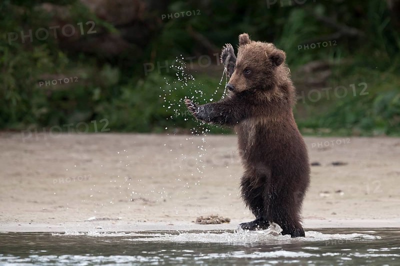 Brown bear (Ursus arctos)