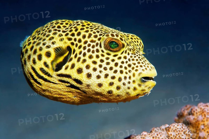 Stellate puffer (Arothron stellatus)