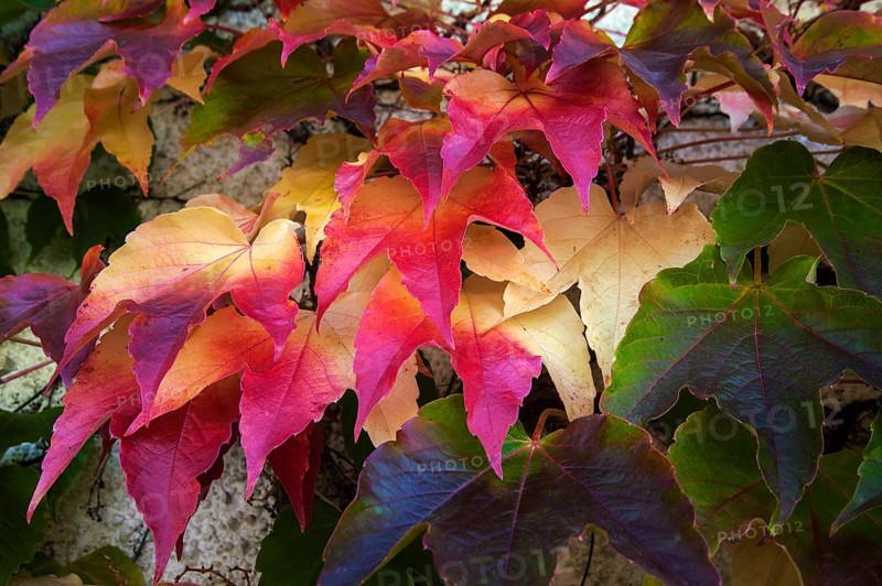 Japanese Creeper