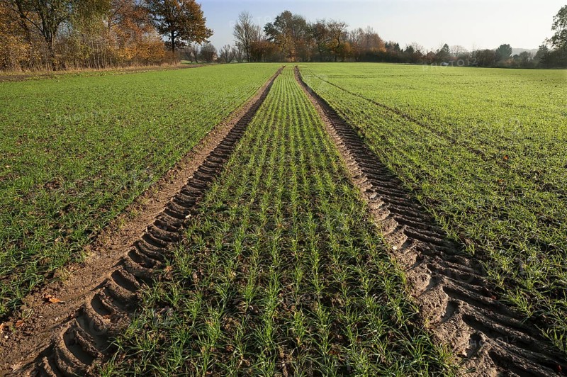 Budding winter wheat (Triticum) and tractor tracks in a field
