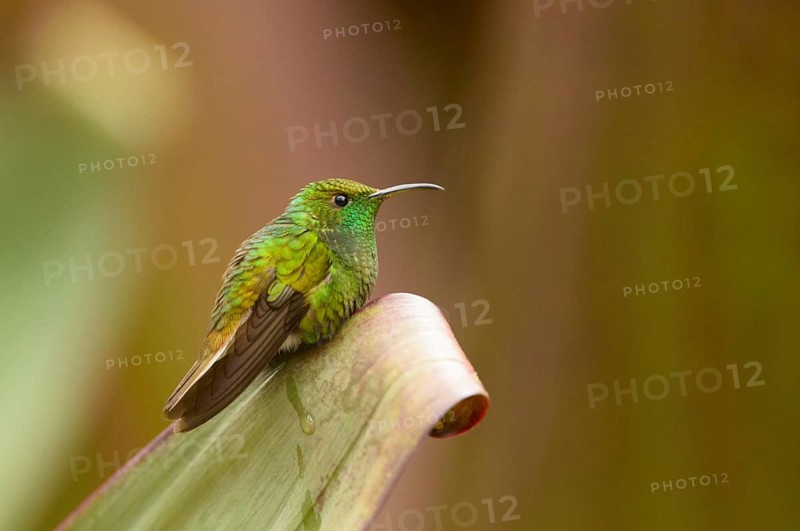 Coppery-headed Emerald (Elvira cupreiceps)