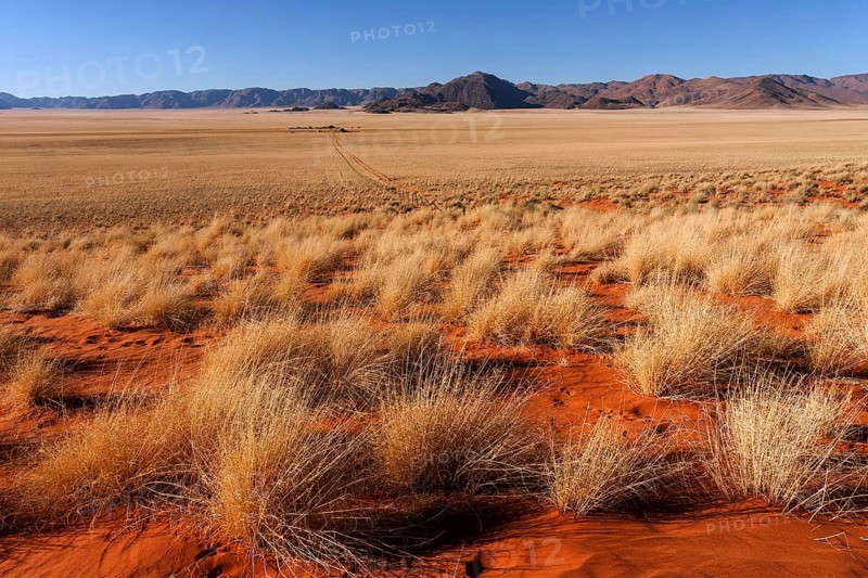 Steppe landscape in the southern foothills of the Namib Desert