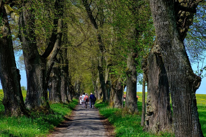 Kurfurstenallee