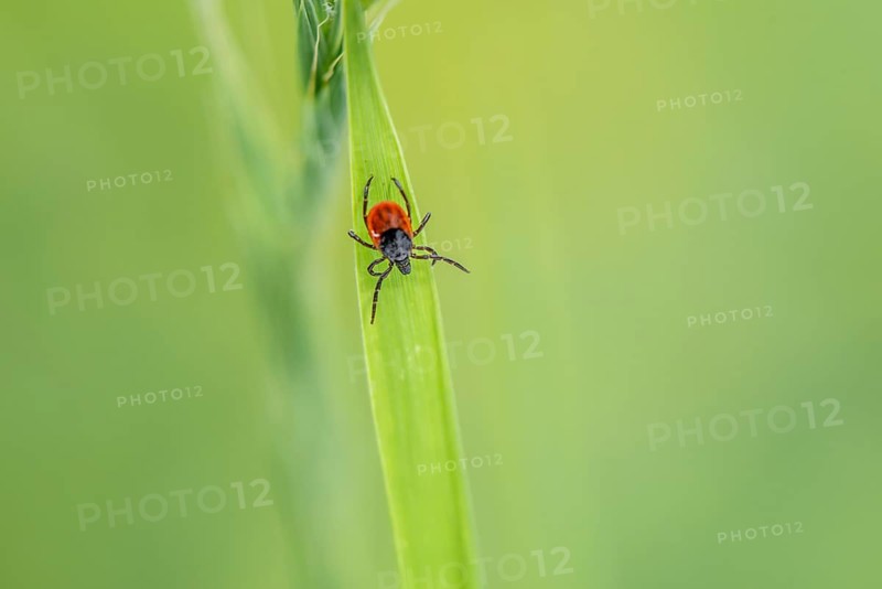 Female tick