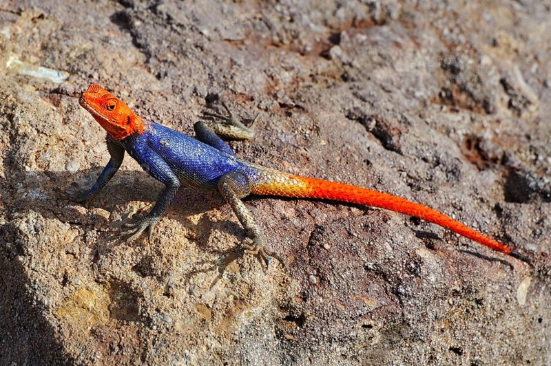 Namib rock agama (Agama planiceps)
