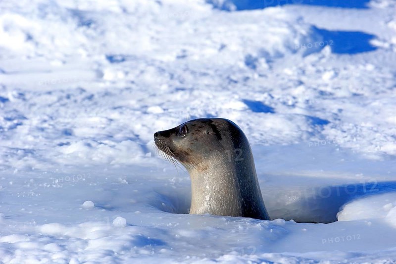 Harp Seal or Saddleback Seal (Pagophilus groenlandicus