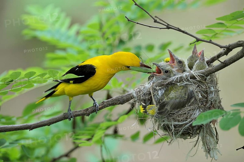 Golden Orioles (Oriolus oriolus)