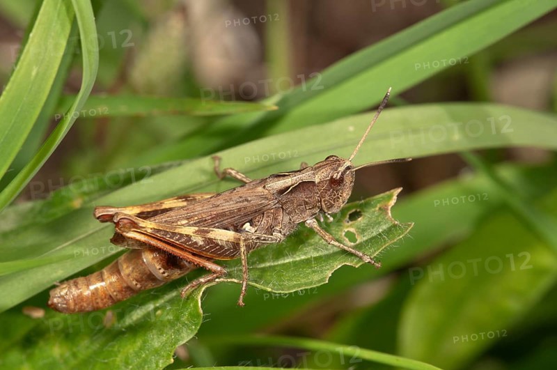 Rufous Grasshopper (Gomphocerippus rufus)