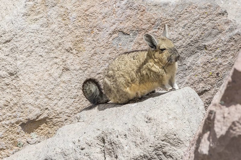 Southern viscacha (Lagidium viscacia)