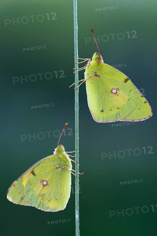 Two Pale Clouded Yellows on a blade of grass