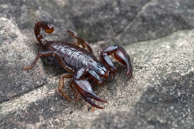 Alpenskorpion (Euscorpius germanus)