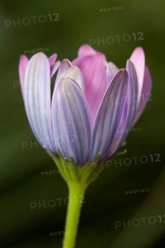 Cape marguerite (Osteospermum ecklonis)