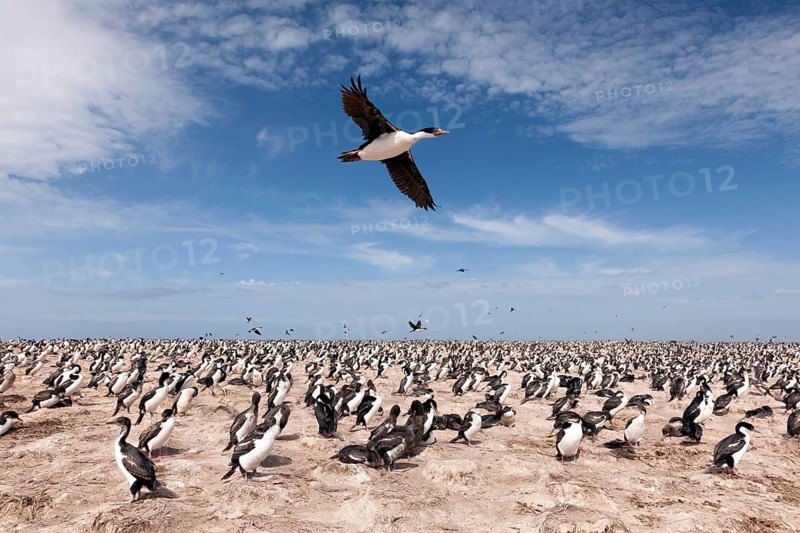 Imperial shag (Phalacrocorax albiventer) flying over the colony